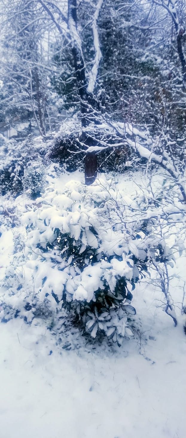 E5A71237 Be4B 450D 8960 F9Fdb39458Dc