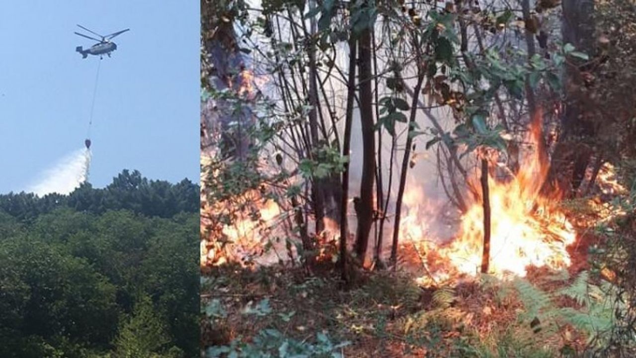 Beykoz'da ormanlık alanda yangın paniği