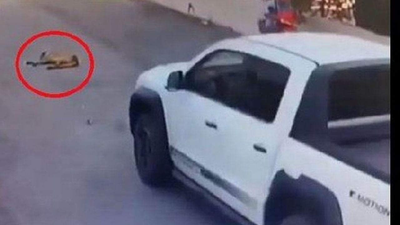 Beykoz’da vicdansız sürücü: Yerde yatan köpeği ezip kaçtı