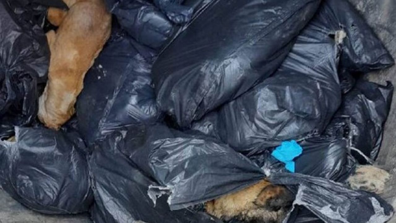 Beykoz’da çöp konteynerinde 19 ölü köpek bulundu