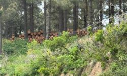 Karlıtepe'de ağaç katliamı başladı!
