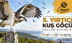 Beykoz’da Yırtıcı Kuş Göçüne Tanıklık Etme Fırsatı