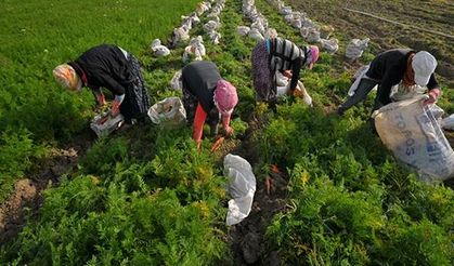 İBB, tarım alanının imara açılmasını iptal ettirdi