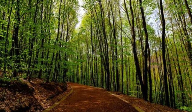 Beykoz’da ormanlık alanlara giriş kısıtlandı