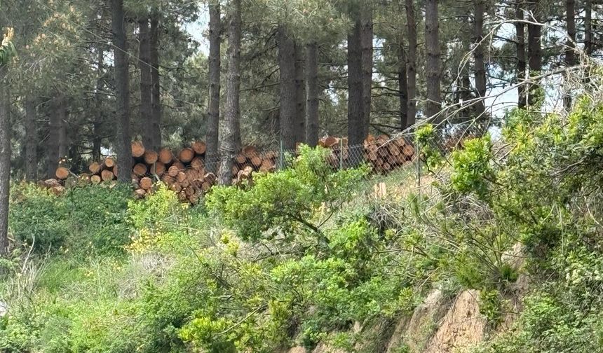 Karlıtepe'de ağaç katliamı başladı!