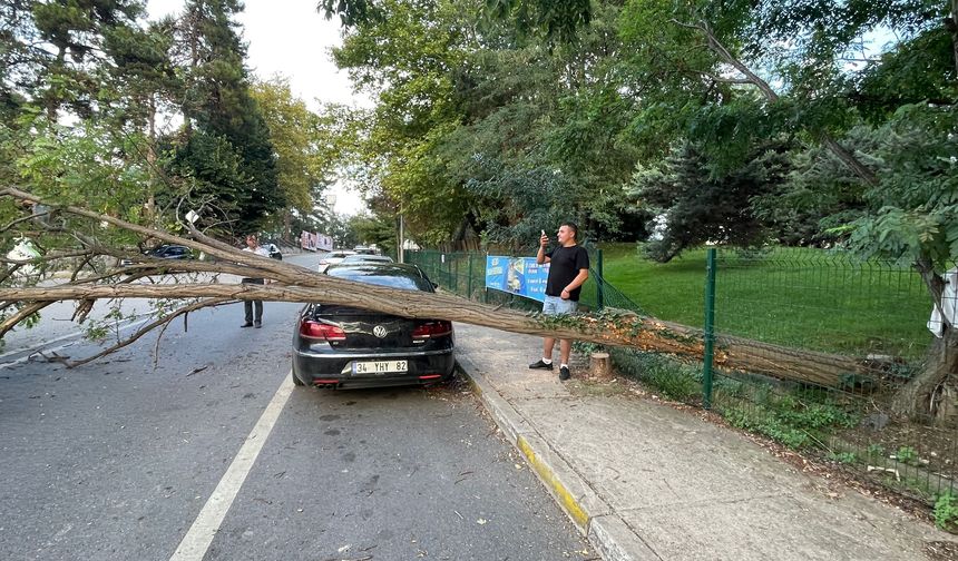 Kavacık'ta park halindeki aracın üzerine ağaç devrildi